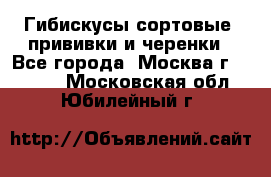 Гибискусы сортовые, прививки и черенки - Все города, Москва г.  »    . Московская обл.,Юбилейный г.